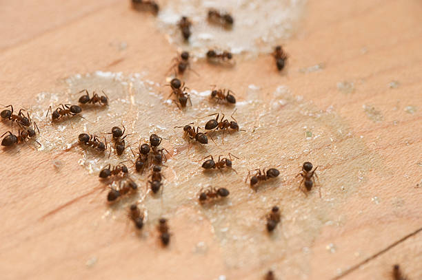 Pest Prevention Services in Meadow Oaks, FL