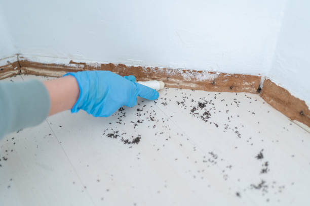 Best Best Pest Control Companies  in Meadow Oaks, FL